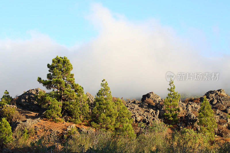 景观美化，La Palma，西班牙